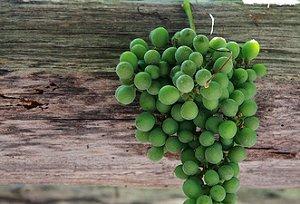 Itinerario del vino