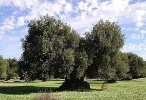 Olio greco